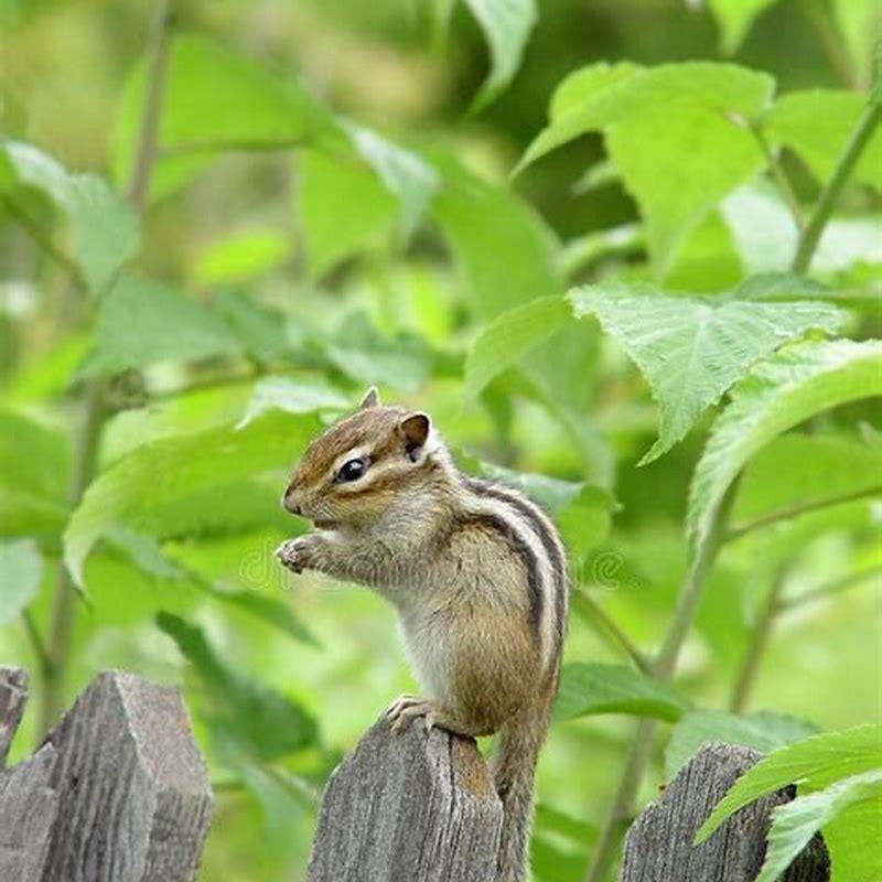 Do squirrels eat nyjer seed?