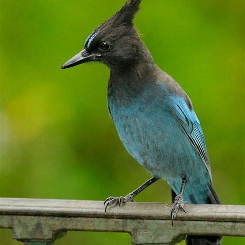 Do steller jays eat other birds? - DIY Seattle