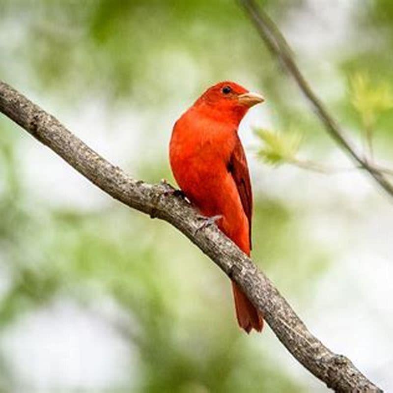 Do tanagers eat seed?