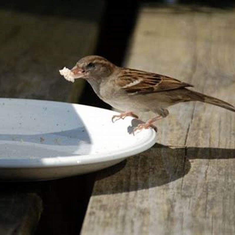 Do thrushes eat bread?