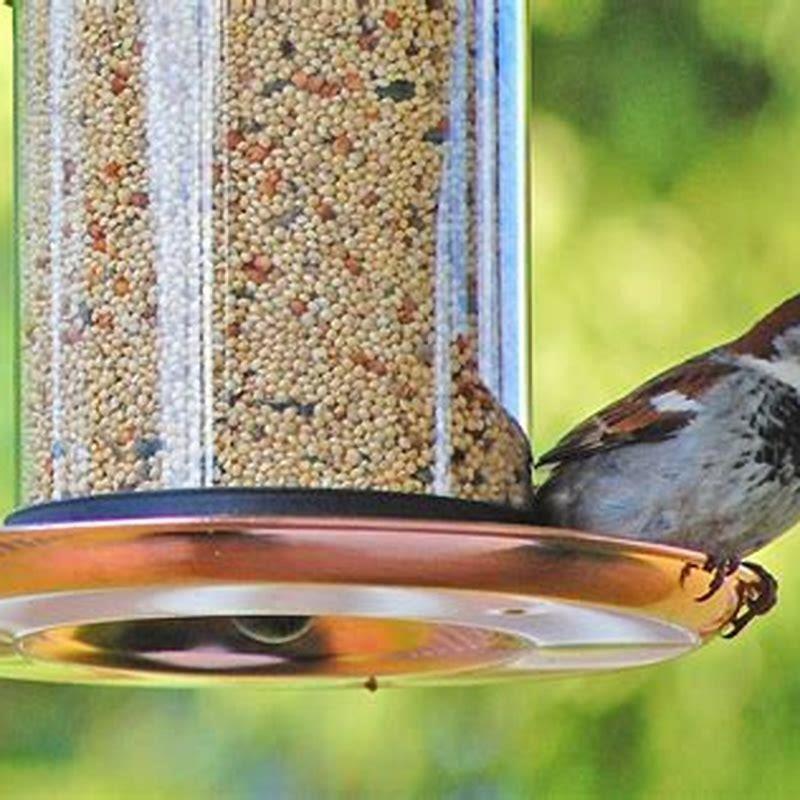Do warblers feed at bird feeders?