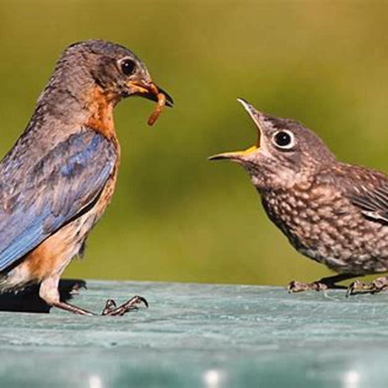 Do wild baby birds need water?