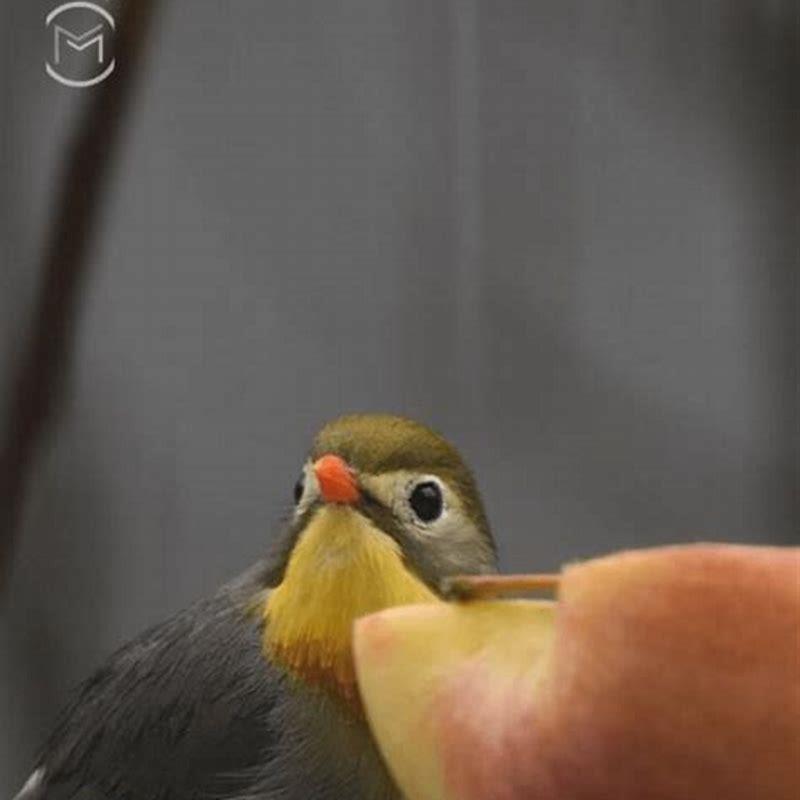 Do wild birds eat apple slices?