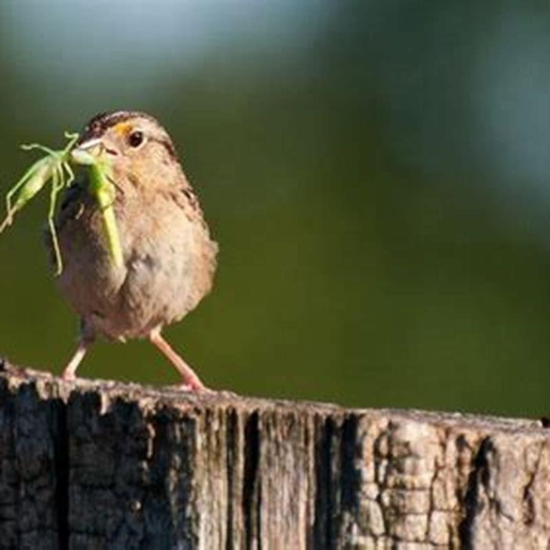 Do wild birds eat grasshoppers?