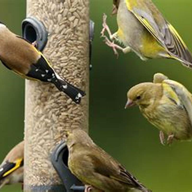 Do wild birds Recognise humans?