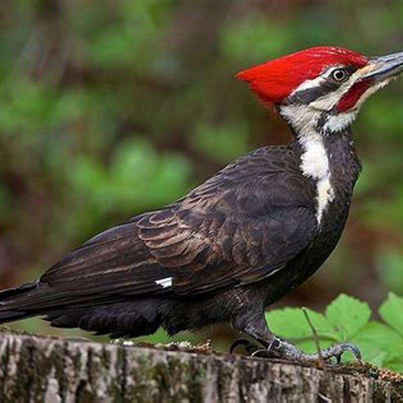 Do woodpeckers eat other birds?