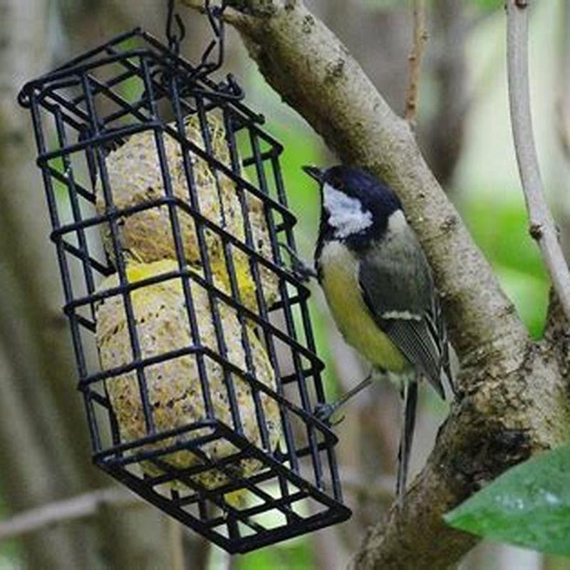 Do wrens feed from bird feeders?