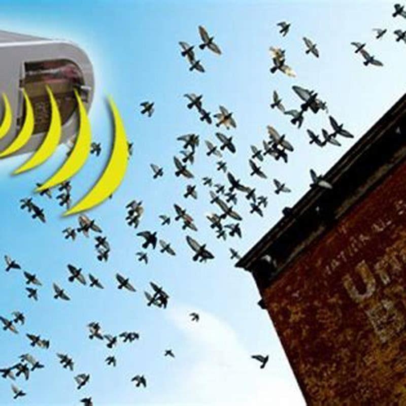 Do wrens scare other birds away?