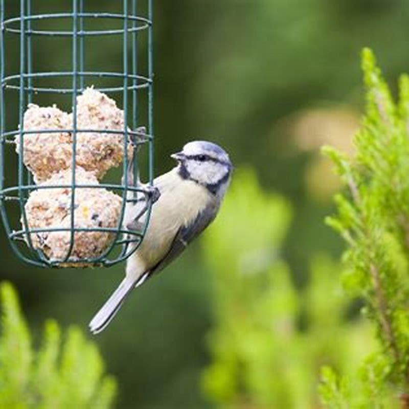 Do you feed birds in the spring?