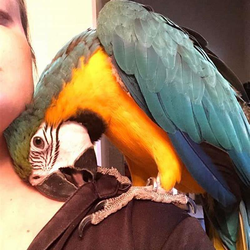Does a parrot bird talk?