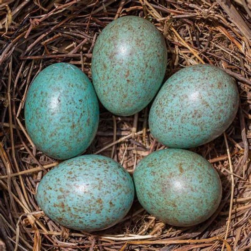 Does any bird lay black eggs?