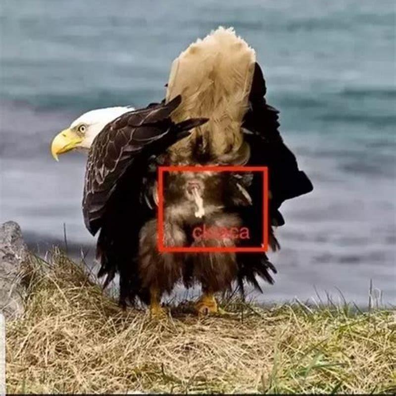 Does any bird urinate?