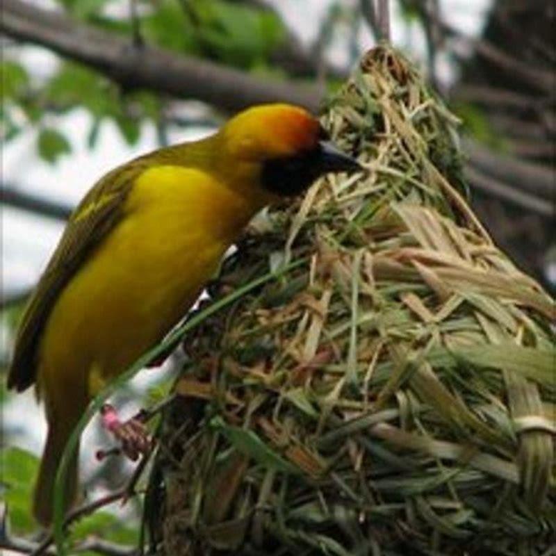 Does birds nest really work?