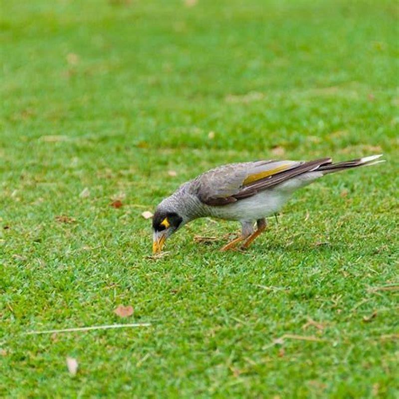 does-it-matter-if-birds-eat-grass-seed-diy-seattle