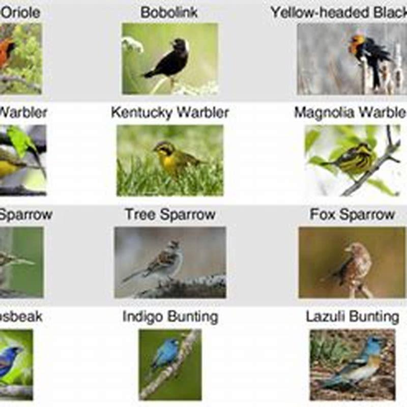 How are birds and mammals similar and different? - DIY Seattle