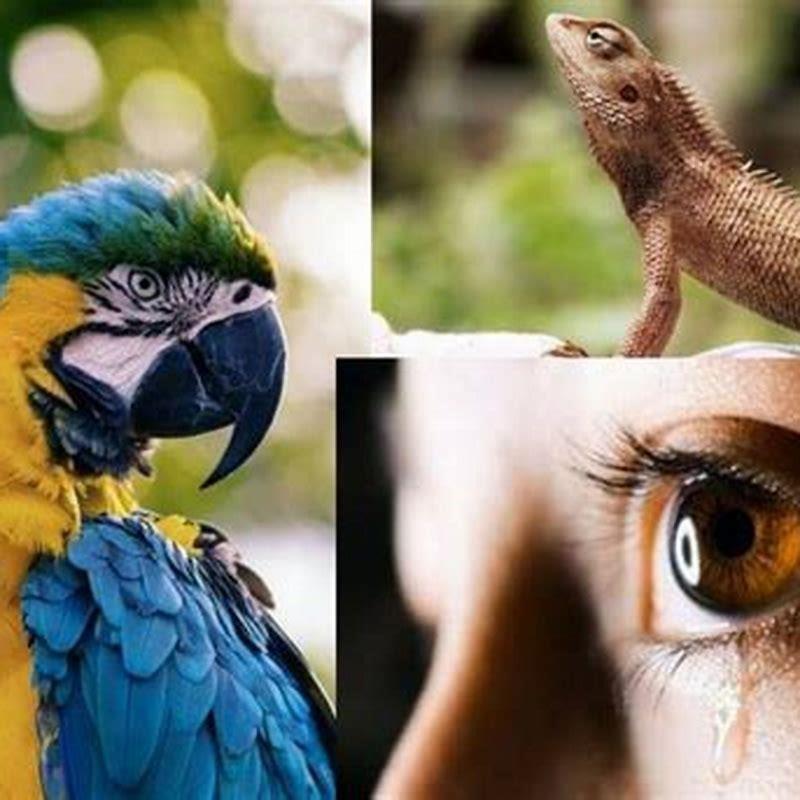 How are birds and mammals similar?