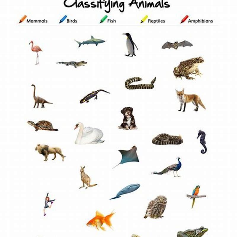 How are birds reptiles and amphibians alike?