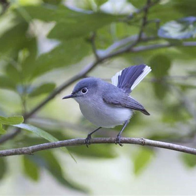 How big is a blue-gray gnatcatcher?