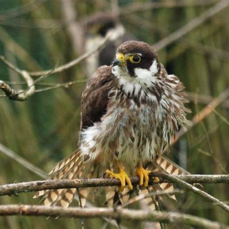 How big is a Eurasian hobby?