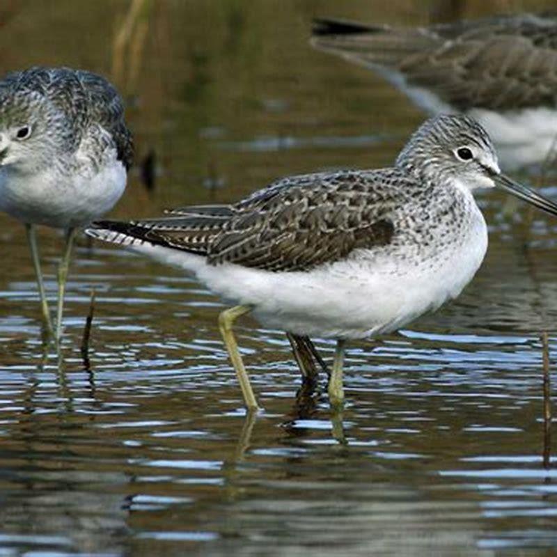 How big is a greenshank?