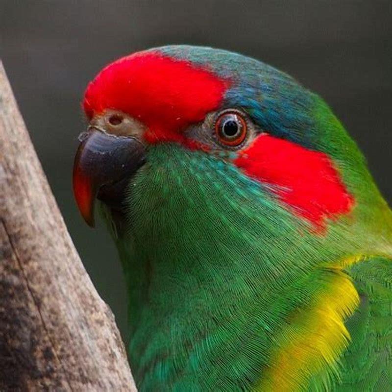 How big is a musk lorikeet?