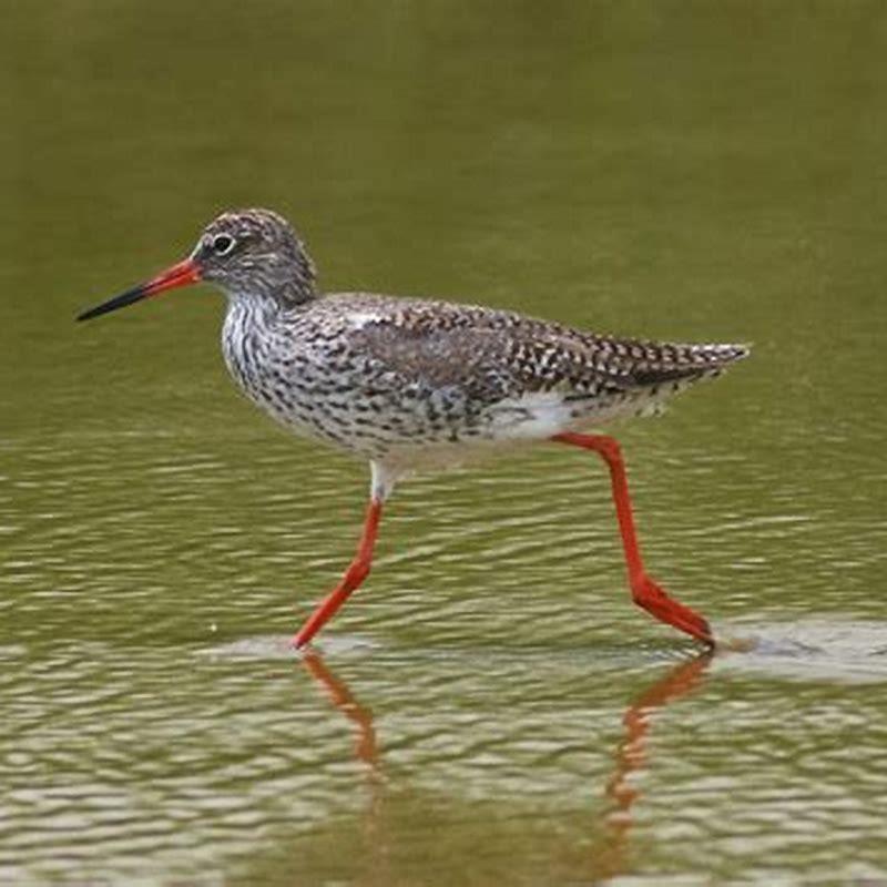 How big is a redshank?