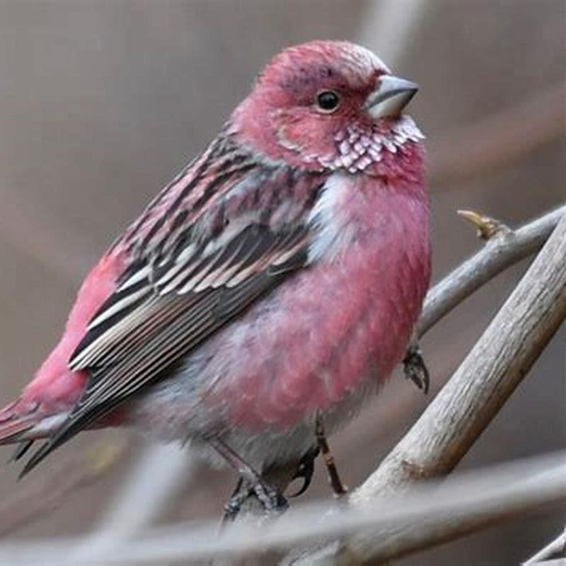 How big is a rosefinch?