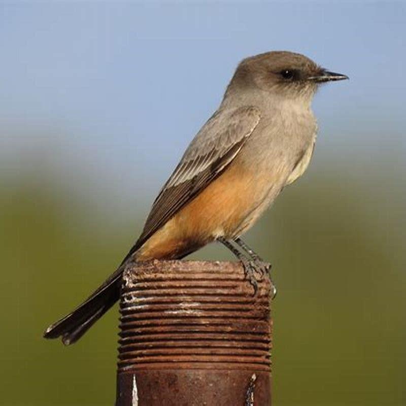 How big is a Say's phoebe? - DIY Seattle