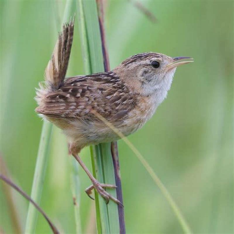 How big is a sedge wren?