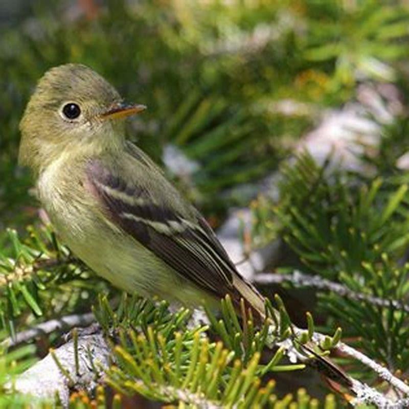 How big is a yellow-bellied flycatcher?