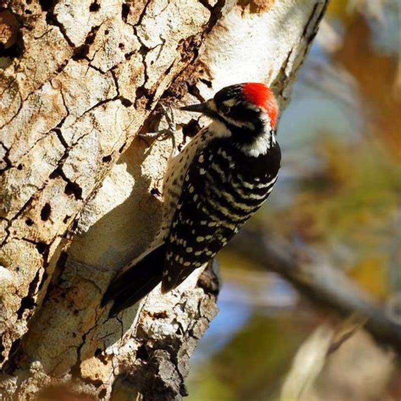 How big is Nuttall's woodpecker? - DIY Seattle