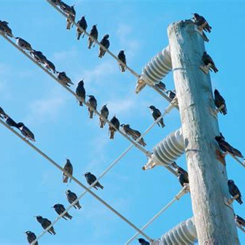 How birds can sit on power lines?