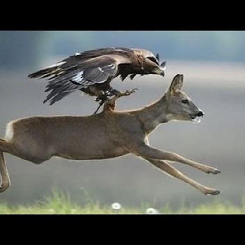 How birds save themselves from the attack of other animals?