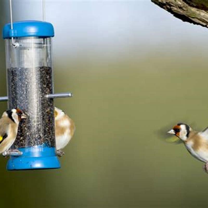 How can I attract birds to my yard?