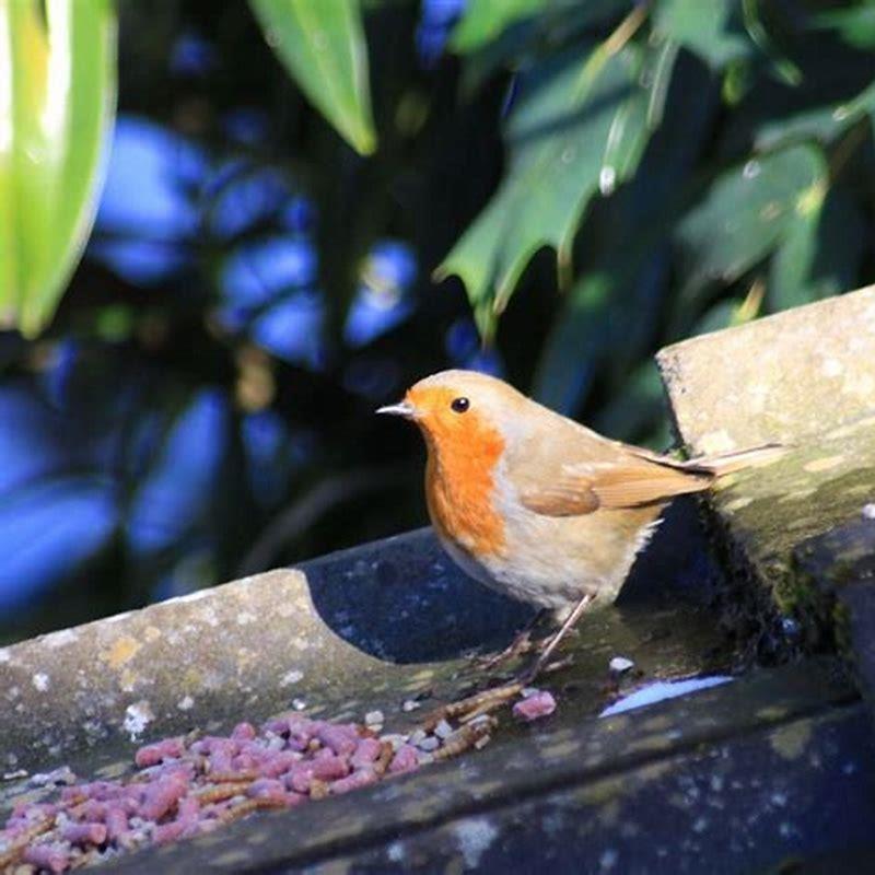 How can I help birds in the spring?