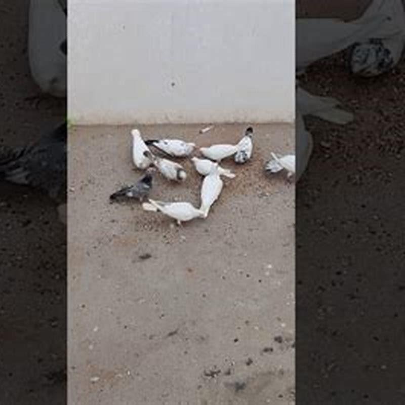 How can I make pigeon grit?
