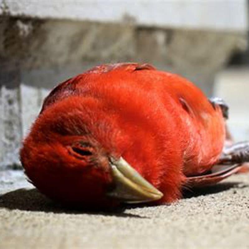 How can we help birds?