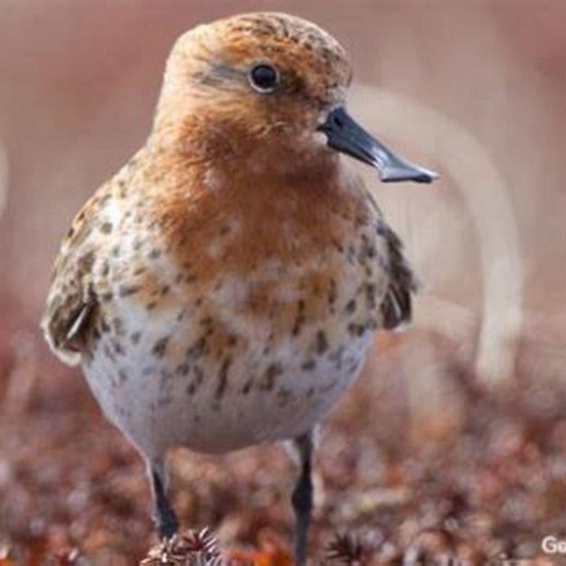 How can we save spoon-billed sandpiper?