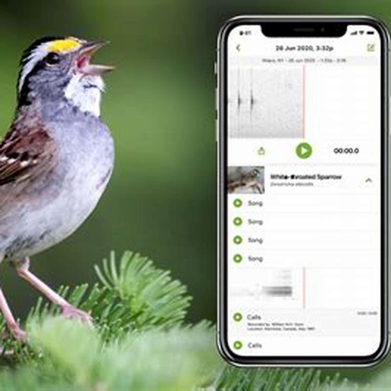 How can you tell if a bird is happy?