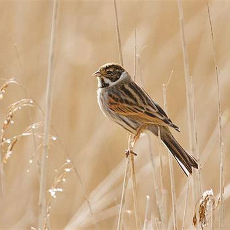 How common is a reed bunting?