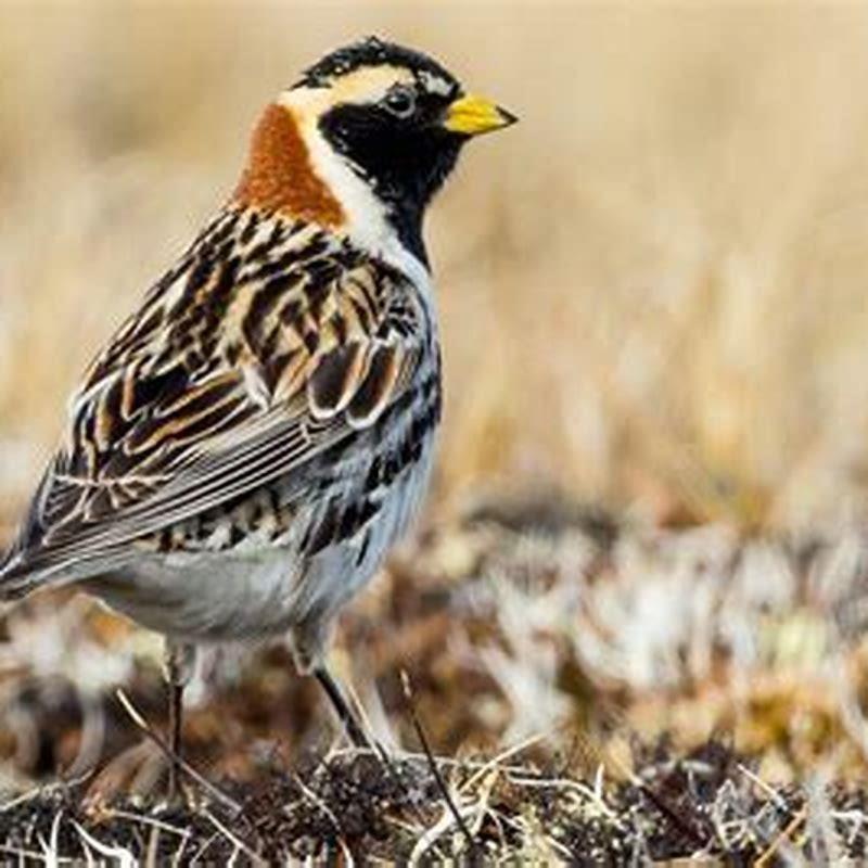 How did Lapland Longspur get its name?