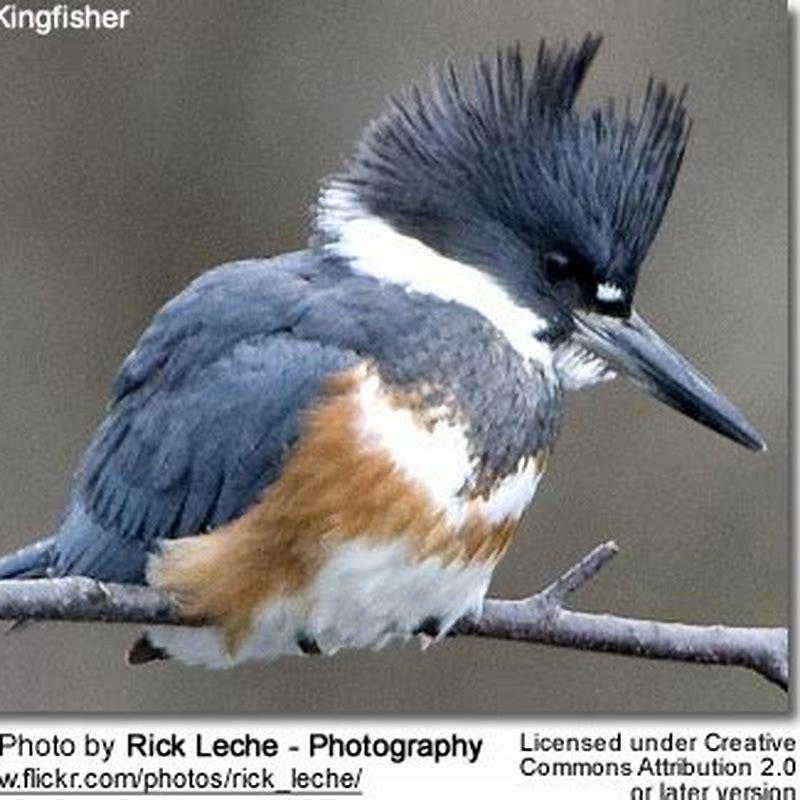 How do belted kingfishers kill their prey?