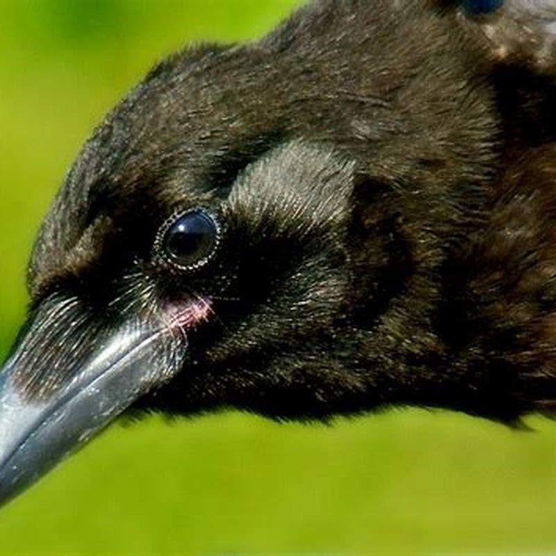 How do birds hear without ears?