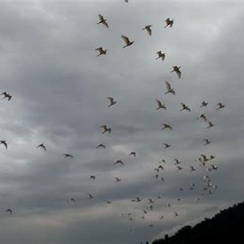 How do birds know a storm is coming? - DIY Seattle