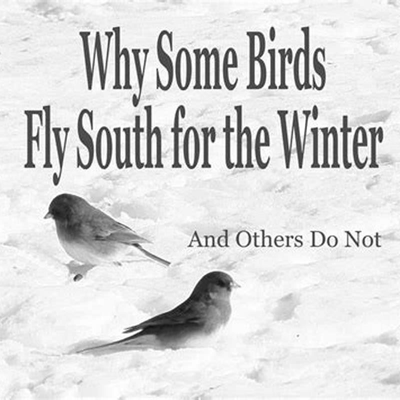 how-do-birds-know-when-to-fly-south-for-the-winter-diy-seattle