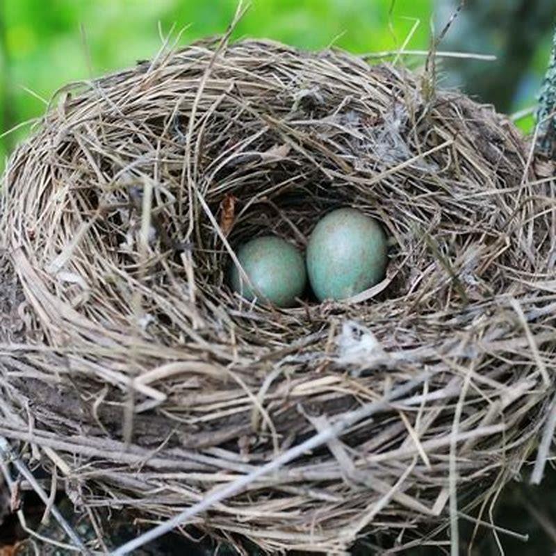 How do birds lay eggs?