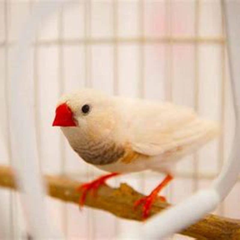 How do birds make friends?