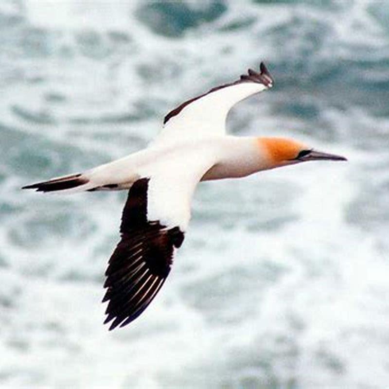 How do birds of prey glide?