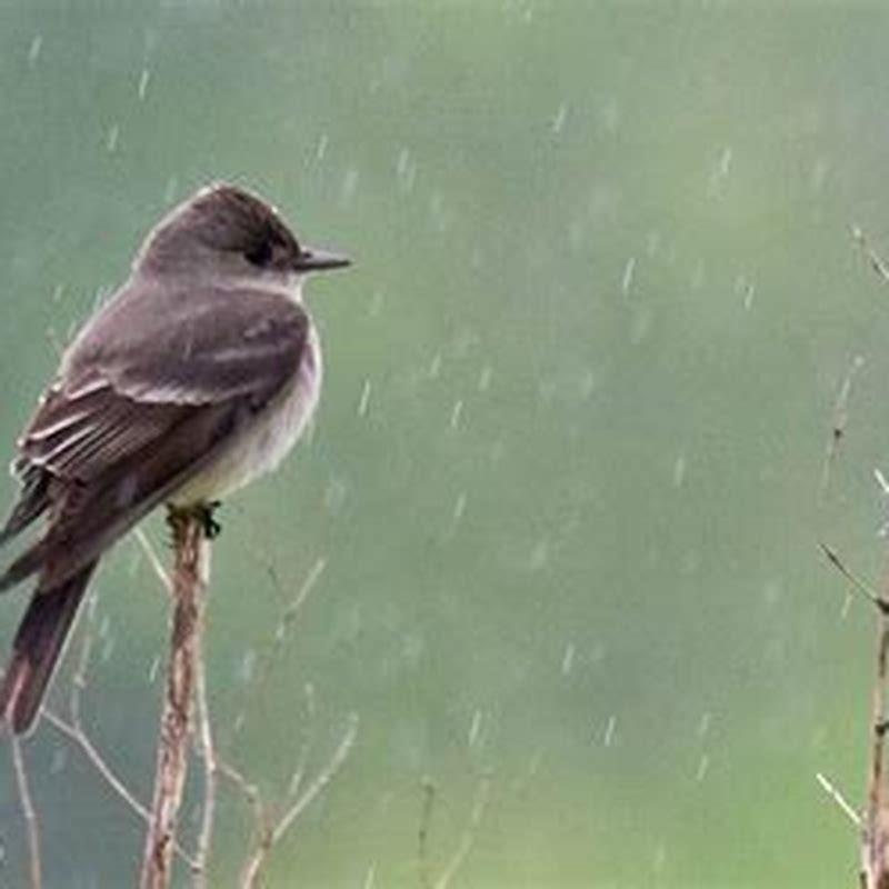 How do birds protect themselves from the rain?