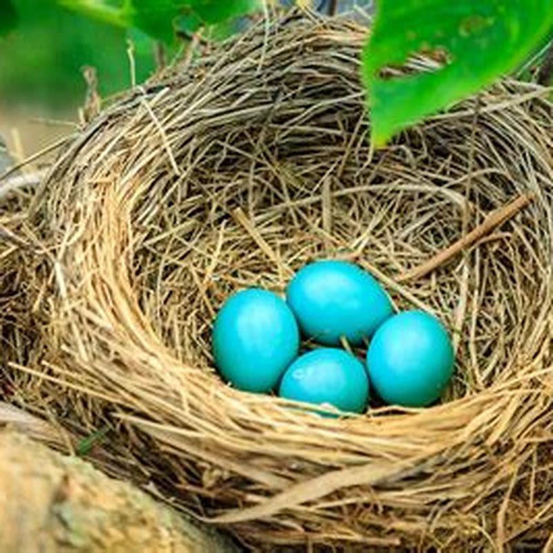 Why Do Birds Stop Sitting On Their Eggs